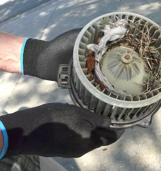 About Air Duct Rat Removal in Mill Creek, WA